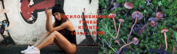 стаф Богданович